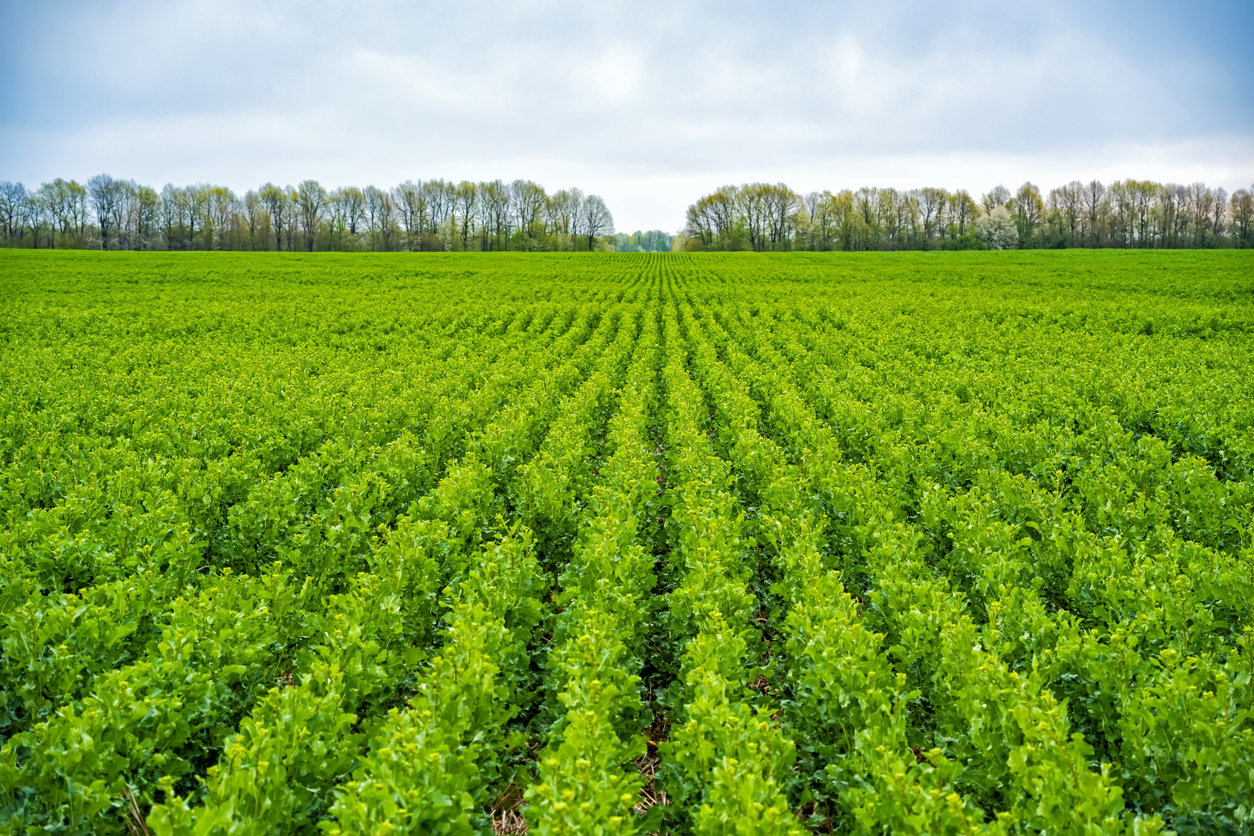 Comment bien choisir votre machine agricole pour le strip-till ?