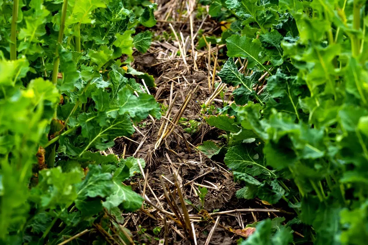 machine strip-till