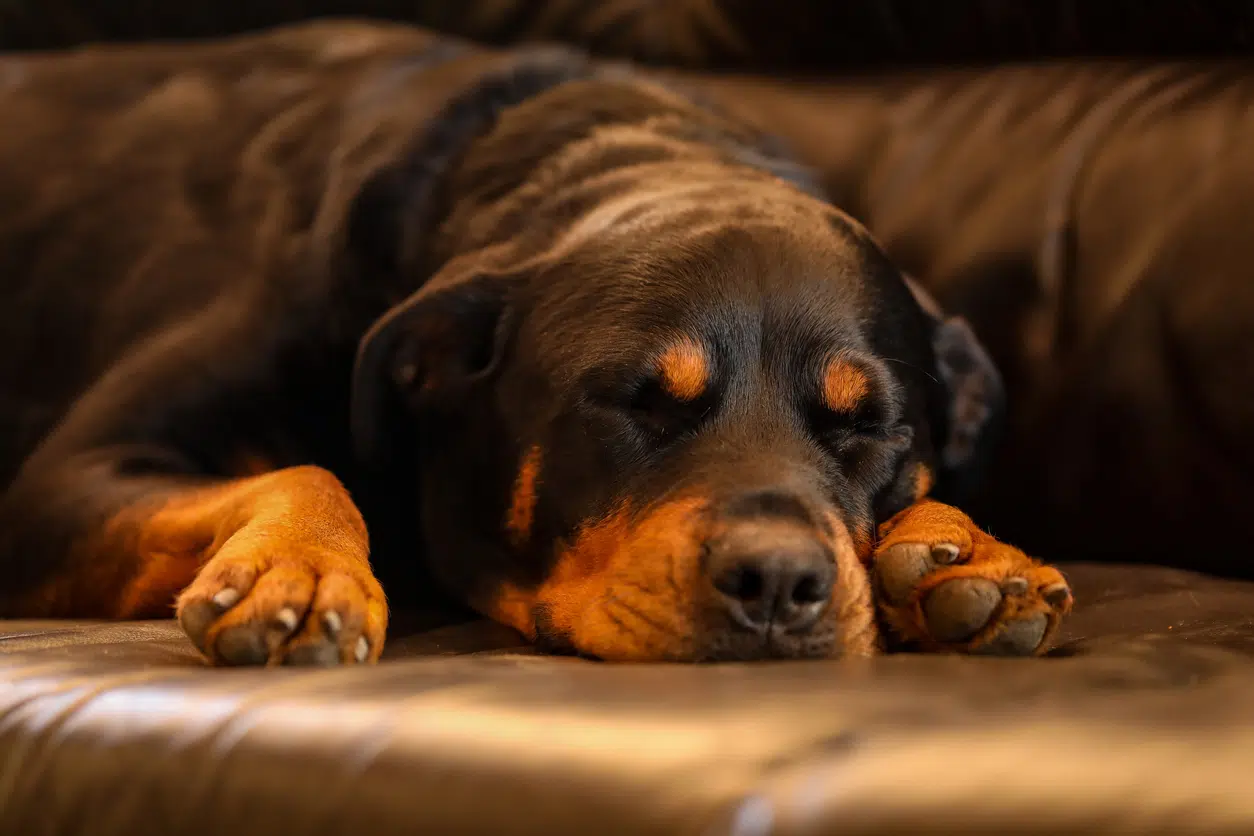 Comment éduquer le Rottweiler ? Comment éduquer le Rottweiler ?