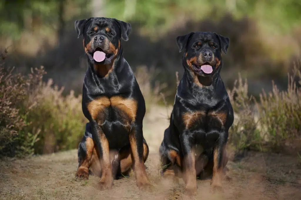 Rottweiler éducation récompense