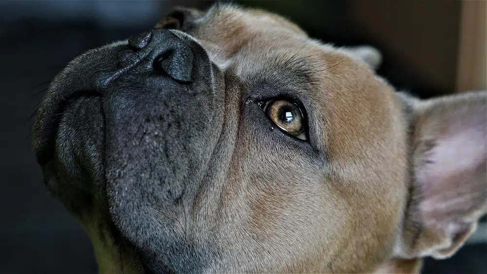 Chien qui pleure : pourquoi et que faire ? Causes et solutions ! Chien qui pleure : pourquoi et que faire ? Causes et solutions !