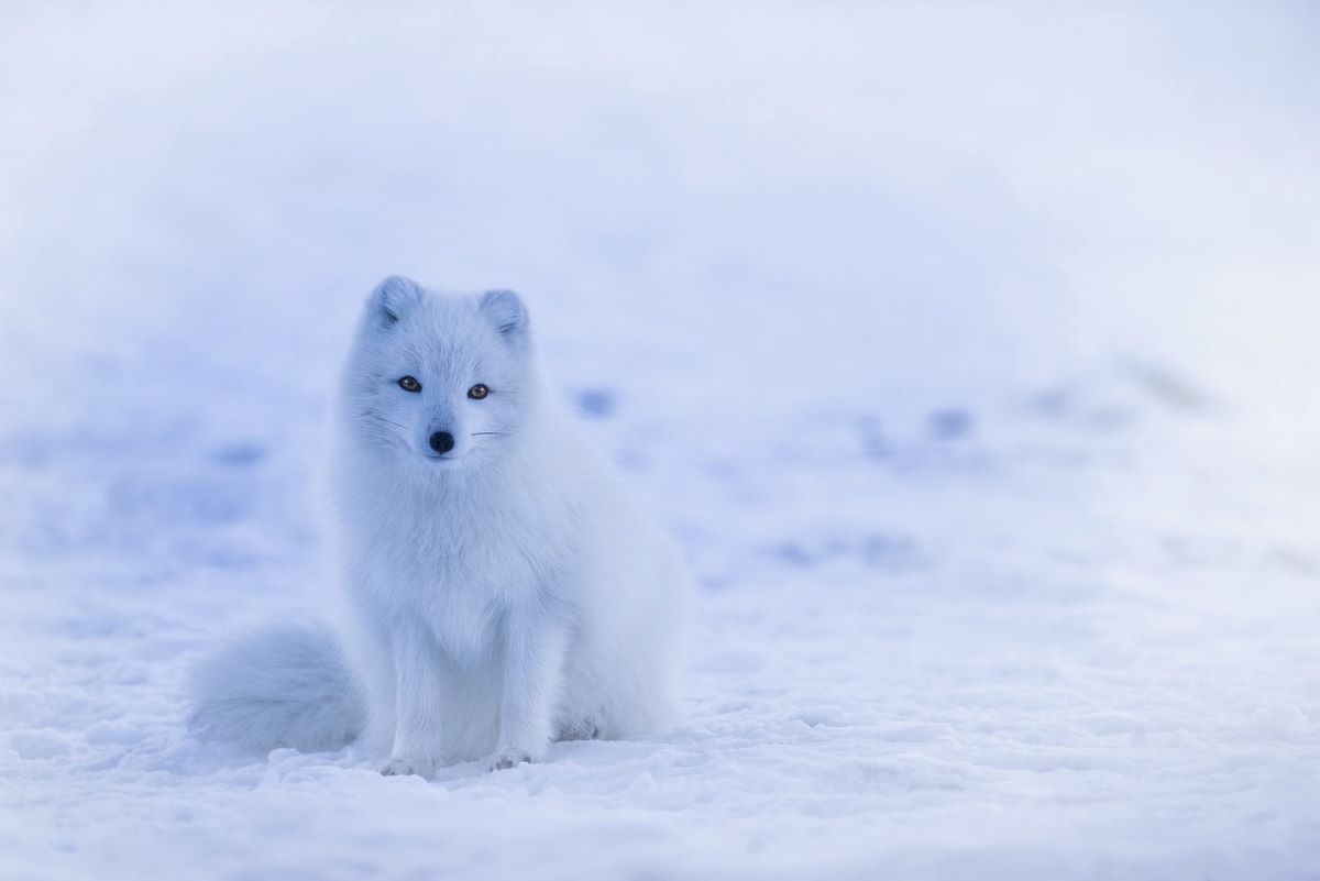 Observez les animaux d’Islande pour vivre une expérience unique