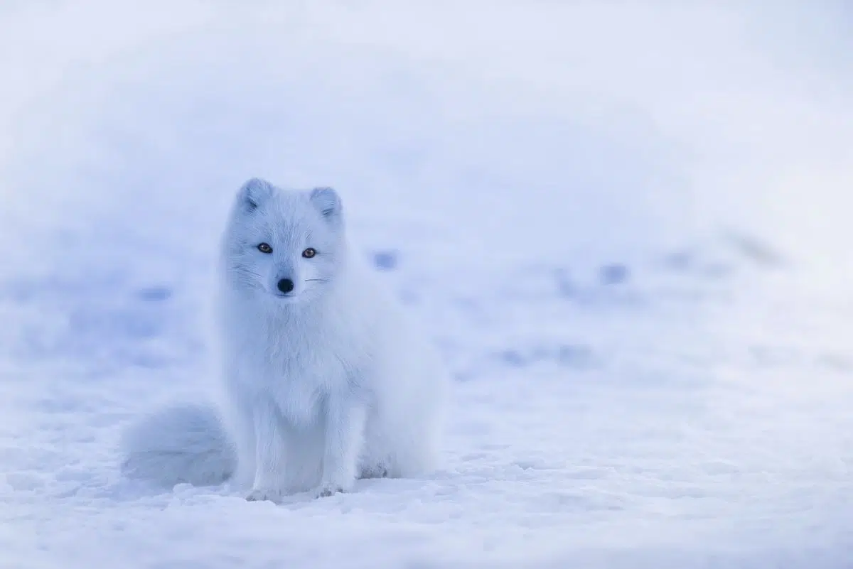 Observez les animaux d’Islande pour vivre une expérience unique Observez les animaux d’Islande pour vivre une expérience unique