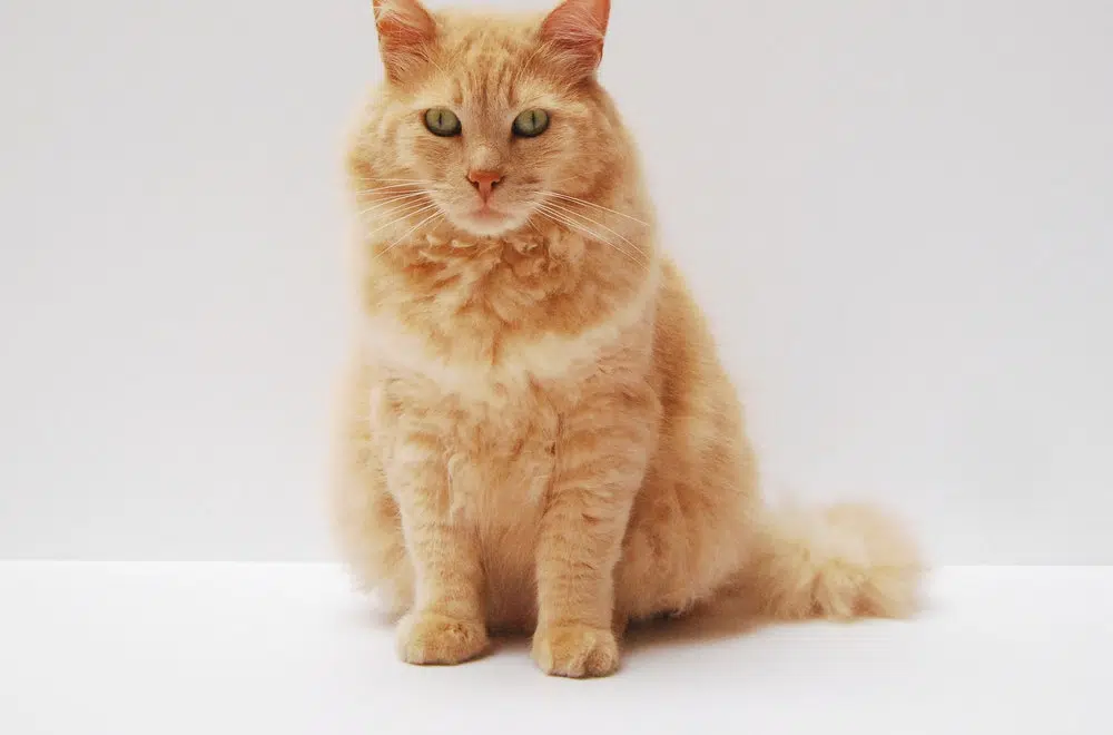 Comment renforcer naturellement le système immunitaire de votre chat Comment renforcer naturellement le système immunitaire de votre chat