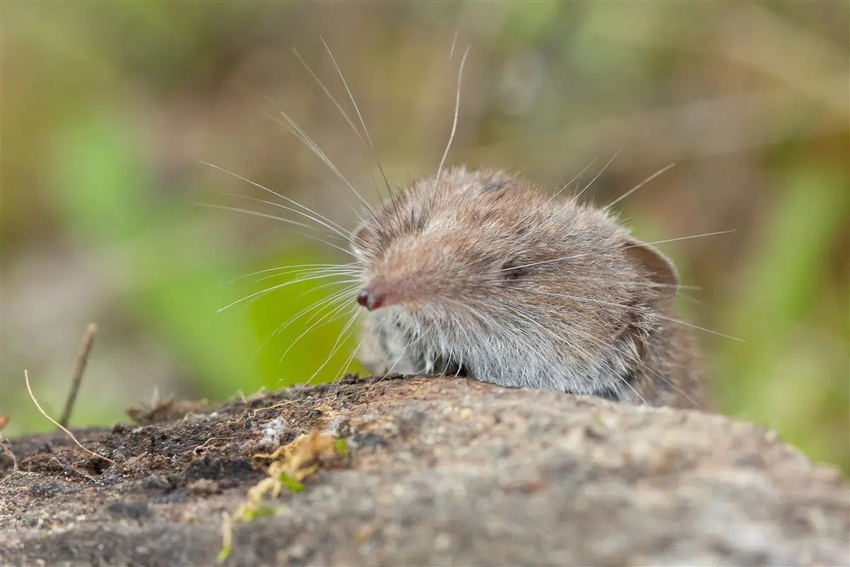 Zoom sur le pachyure étrusque : un petit mammifère discret de France Zoom sur le pachyure étrusque : un petit mammifère discret de France