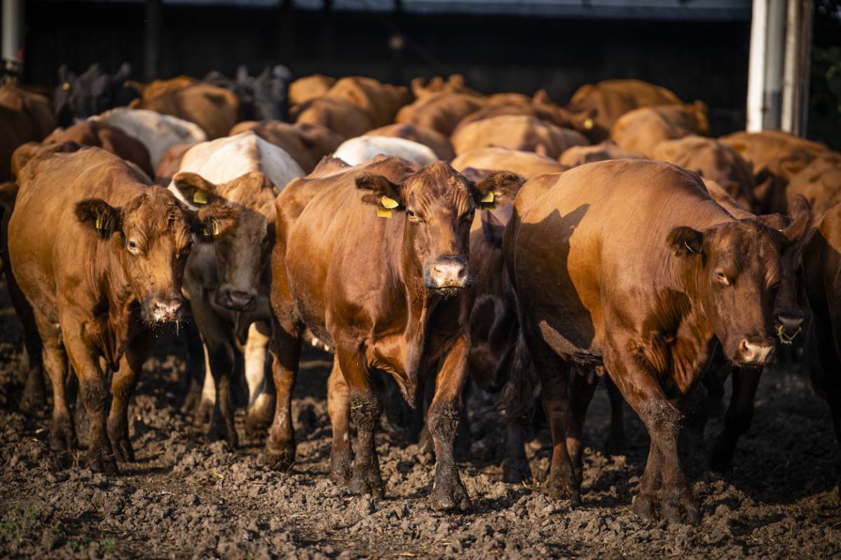 De quoi se compose une alimentation saine pour des bovins à viande ?