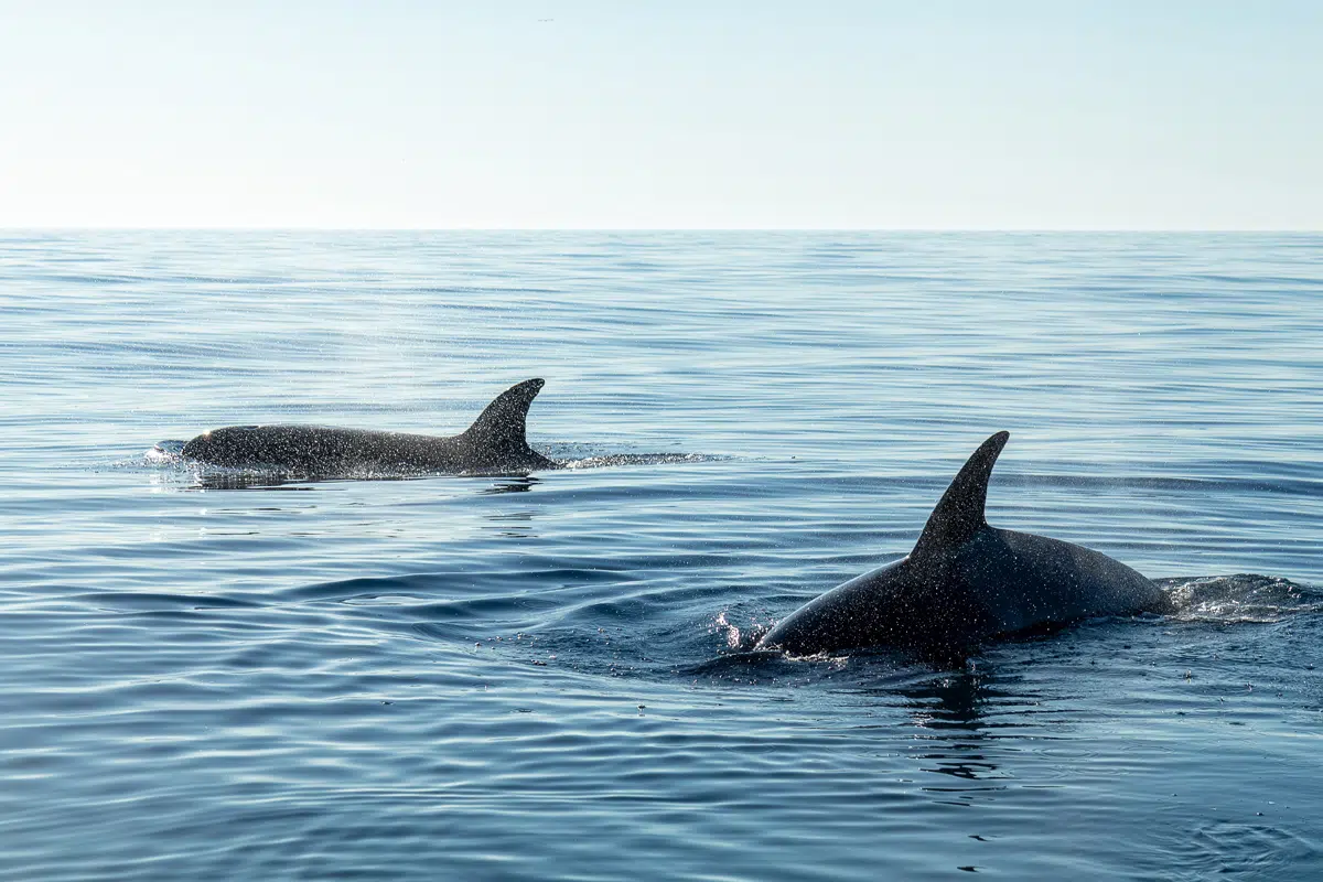 animaux d'Islande pour vivre une expérience unique