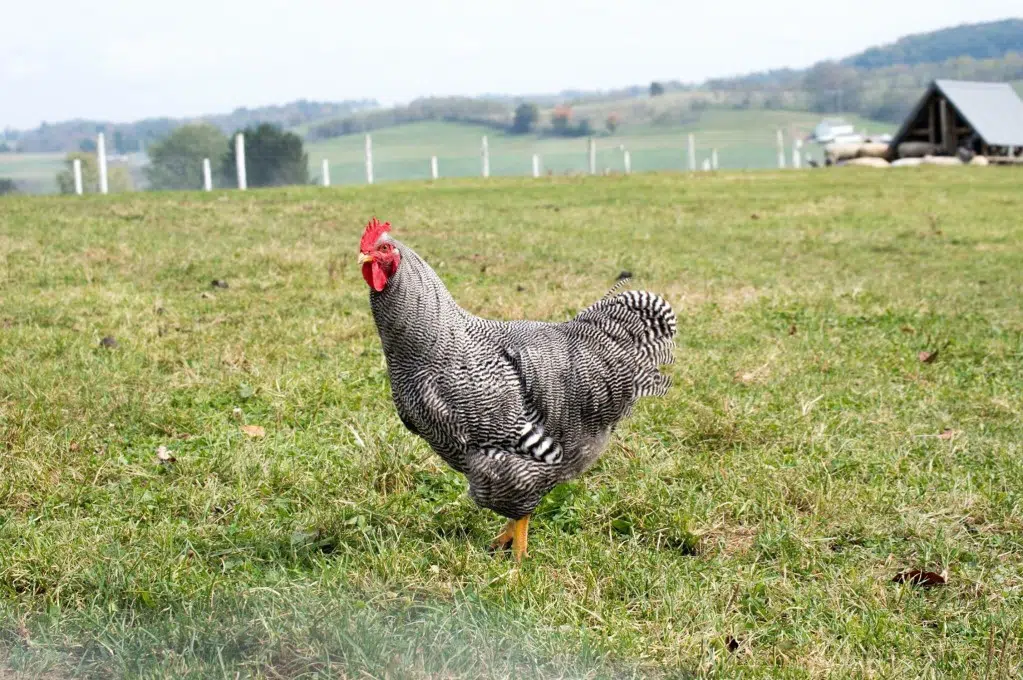 Comment faire la différence entre un coq de roche barré et une poule Comment faire la différence entre un coq de roche barré et une poule
