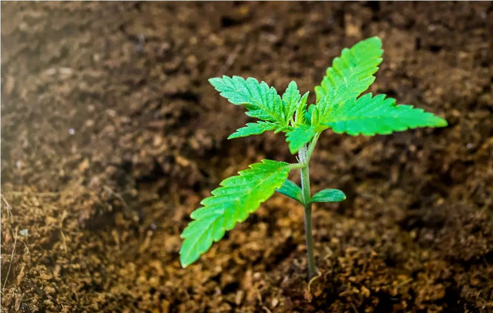 Indica vs Sativa : les différences entre ces variétés de cannabis CBD Indica vs Sativa : les différences entre ces variétés de cannabis CBD