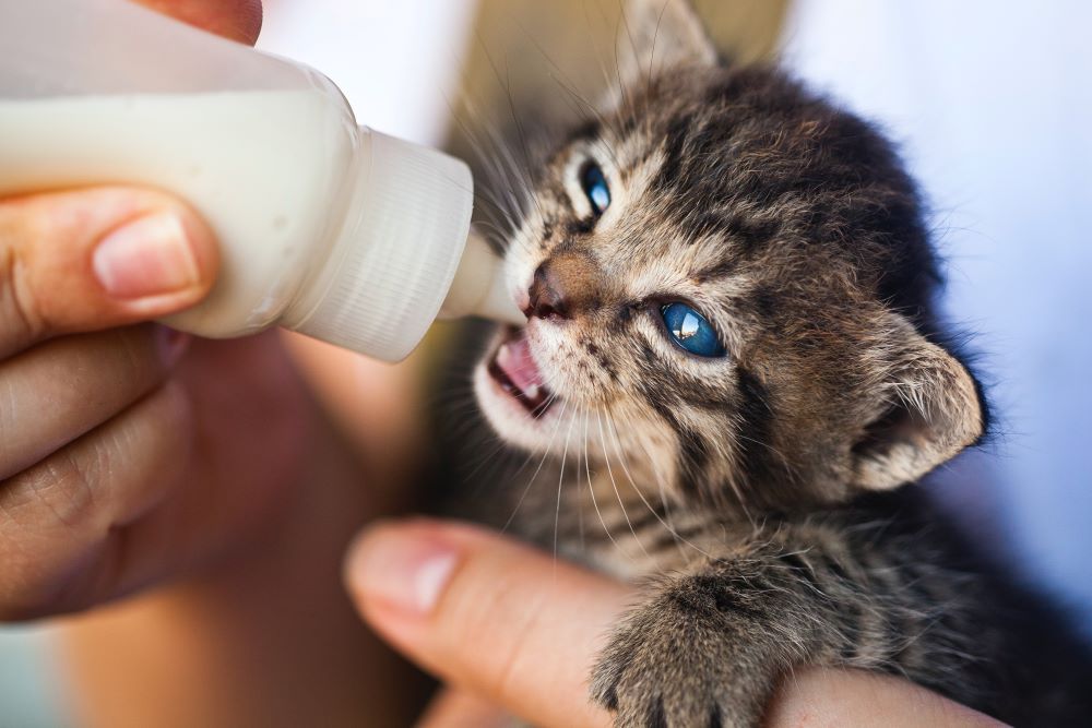 Idée de nom de chat mignon et original pour un mâle : quel prénom choisir pour un chat ?