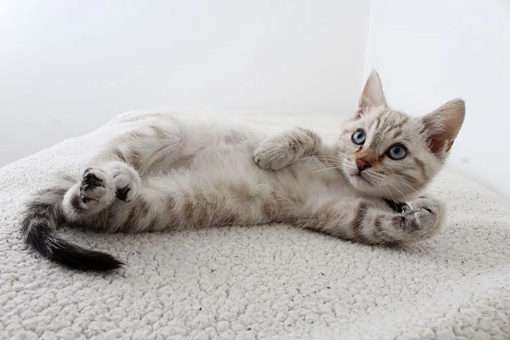 Idée de nom de chaton femelle : quel prénom choisir pour une chatte ? Idée de nom de chaton femelle : quel prénom choisir pour une chatte ?