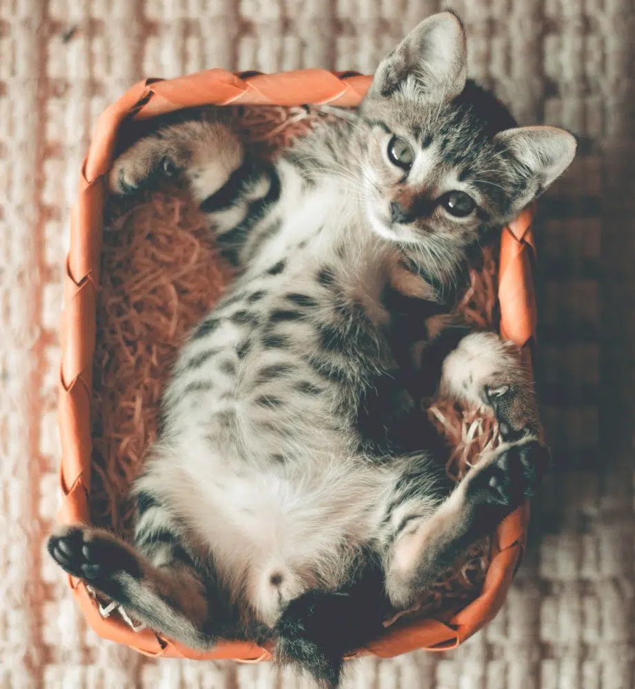 chatte