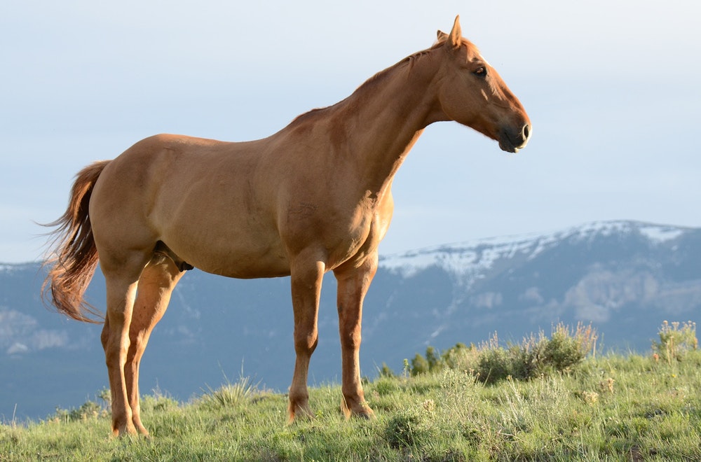 Comment faire la différence entre un âne, un cheval et un mulet