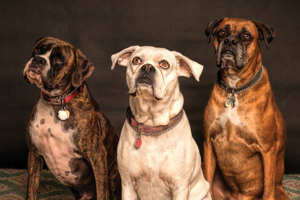 Idée de nom de chien mignon et original pour une femelle : quel prénom choisir pour une chienne ?