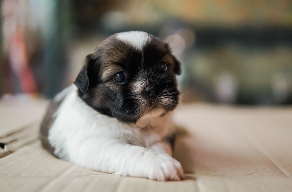 Chien : comment dresser un chiot Shih Tzu