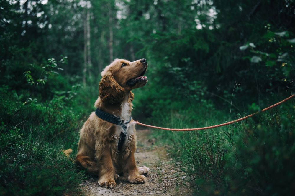 Idée de nom de chiot mâle : quel prénom choisir pour un chiot ?