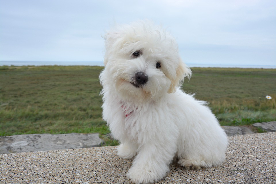 Chien Coton de Tuléar : prix, entretien, caractère et santé