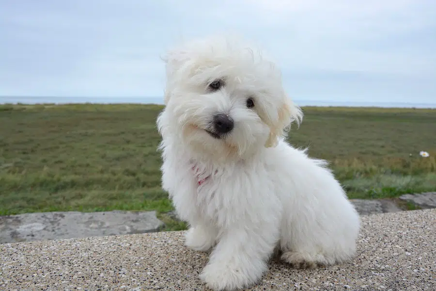 Chien Coton de Tuléar : prix, entretien, caractère et santé Chien Coton de Tuléar : prix, entretien, caractère et santé