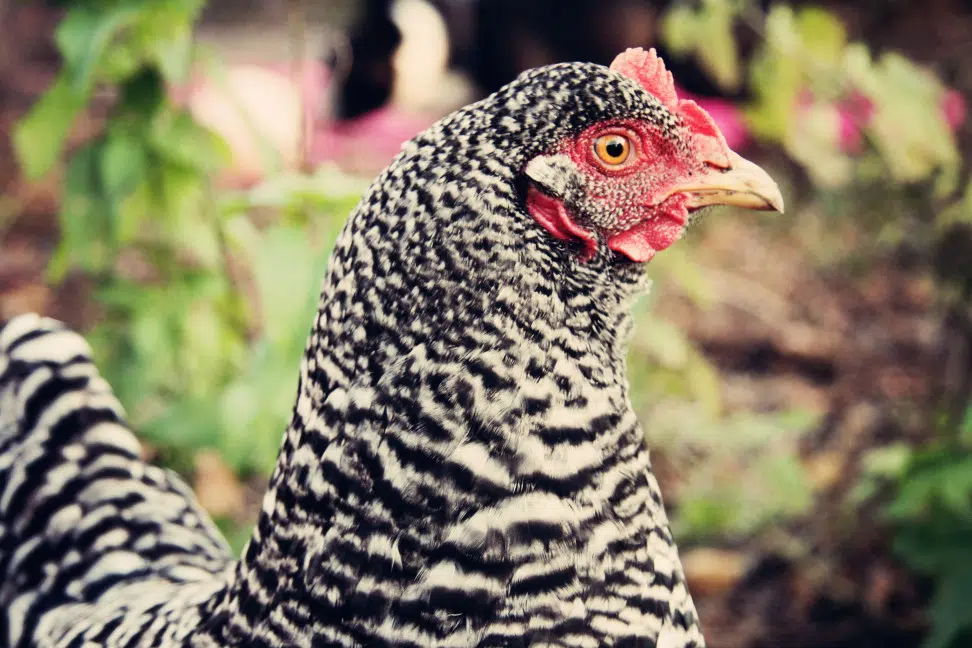 cou barred rock