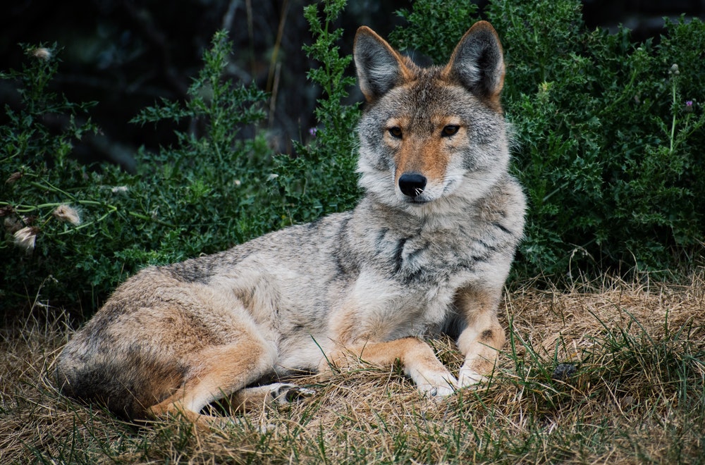 Comment identifier les déjections de coyotes