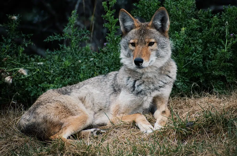 Comment identifier les déjections de coyotes Comment identifier les déjections de coyotes
