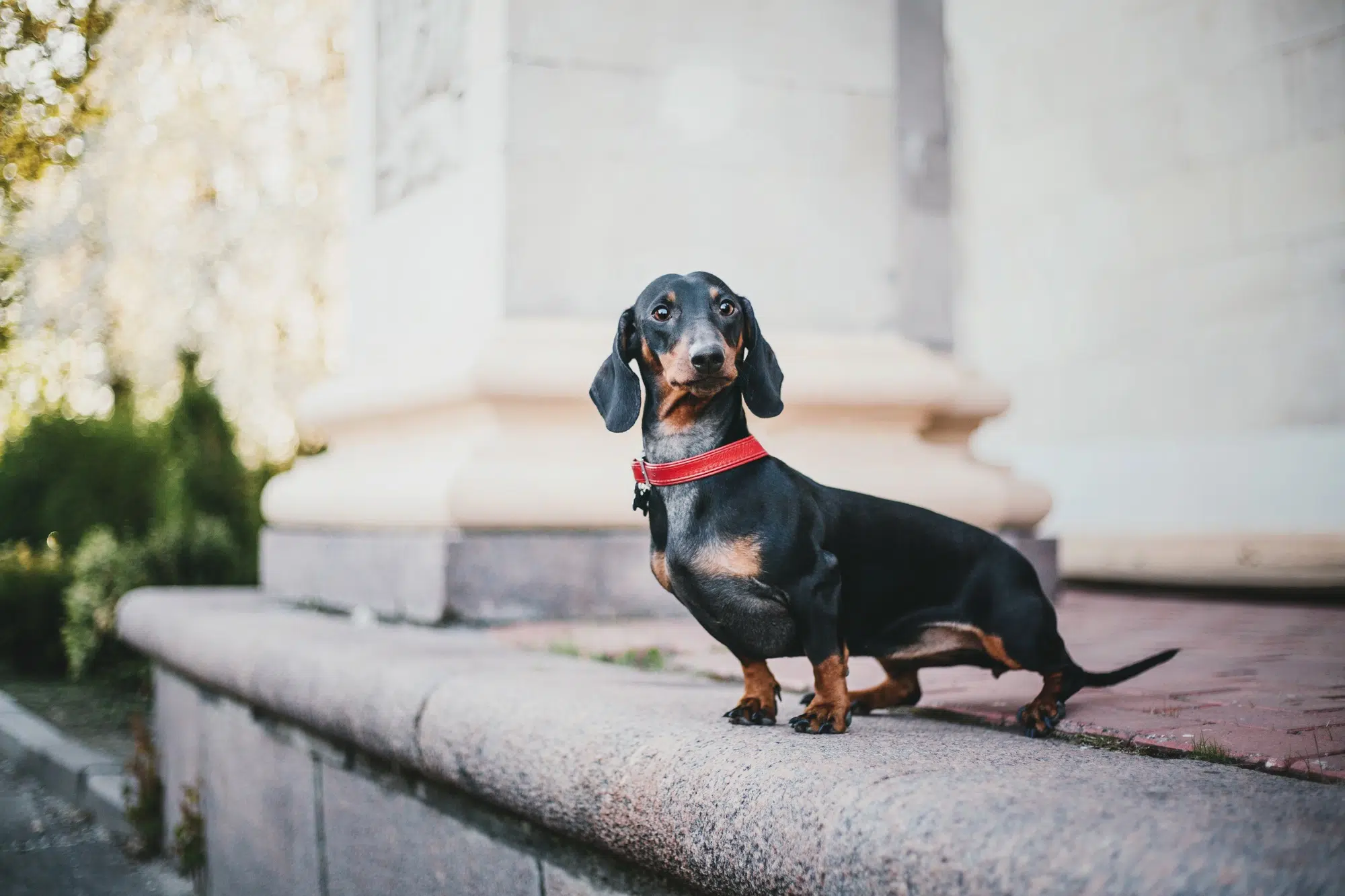 Dachshund dog in park. Cute pets. Small dog