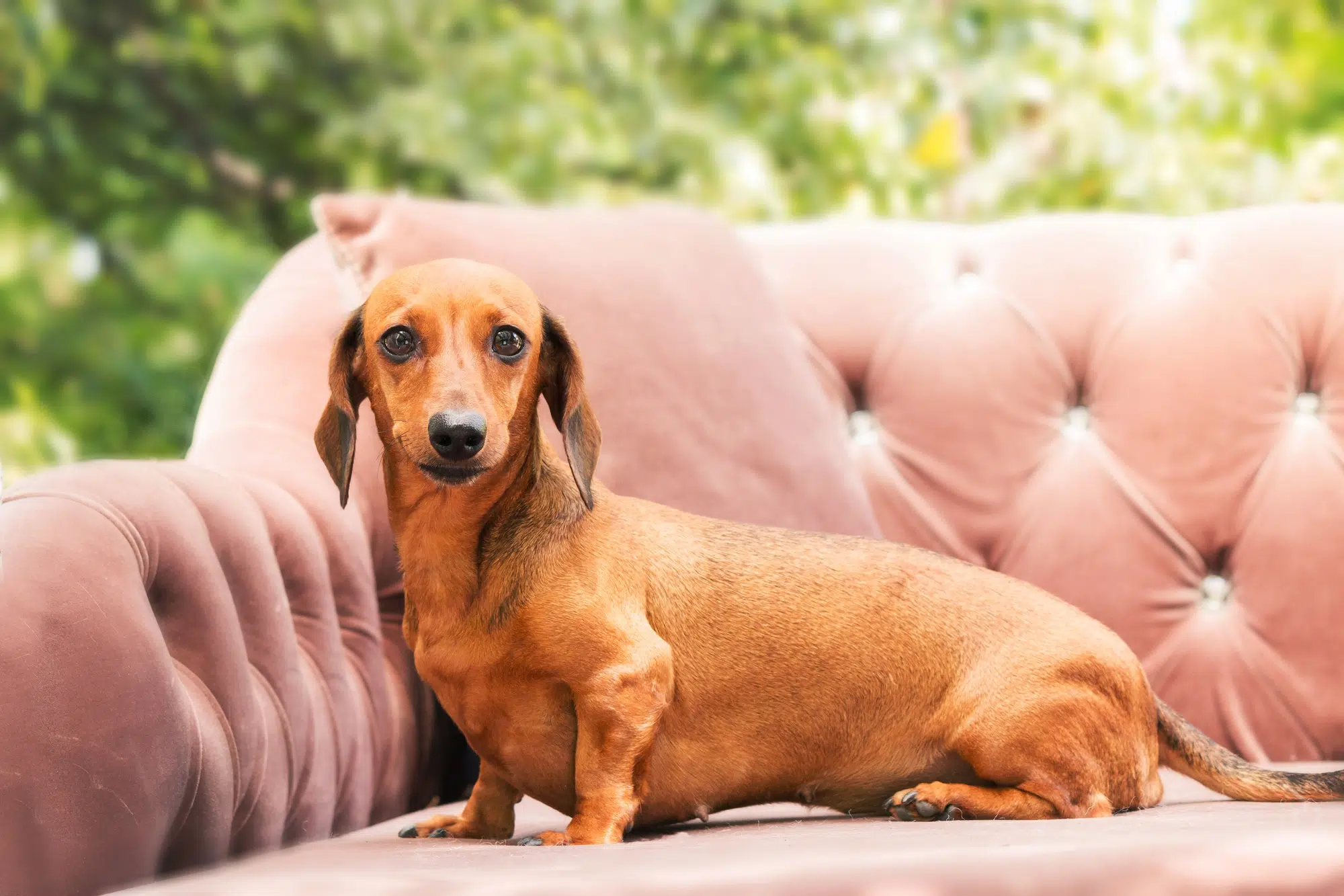 L’évolution des couleur teckel au fil des années