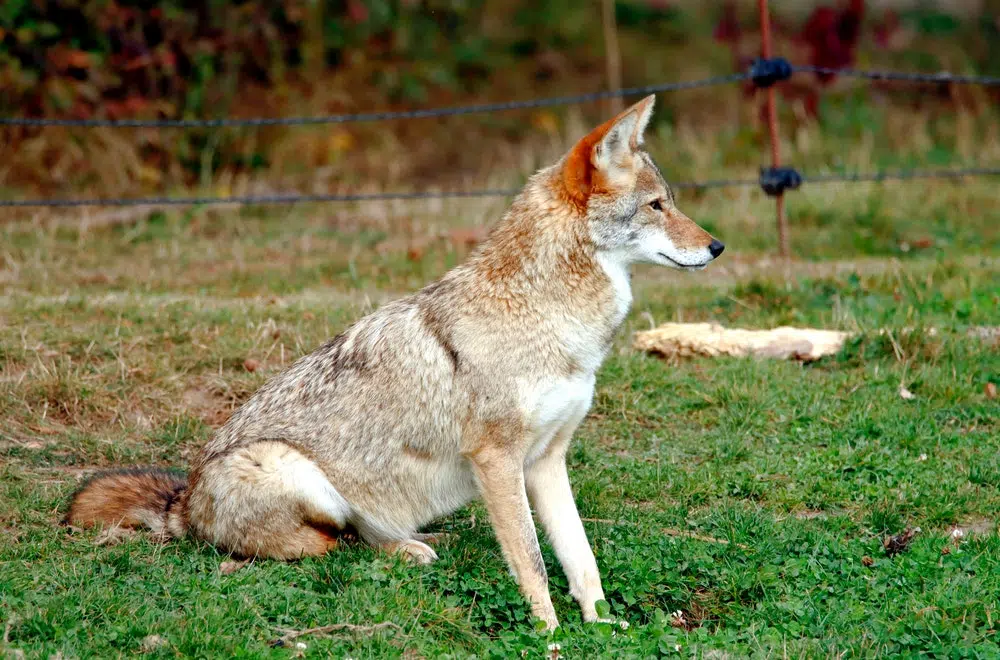 déjection coyote