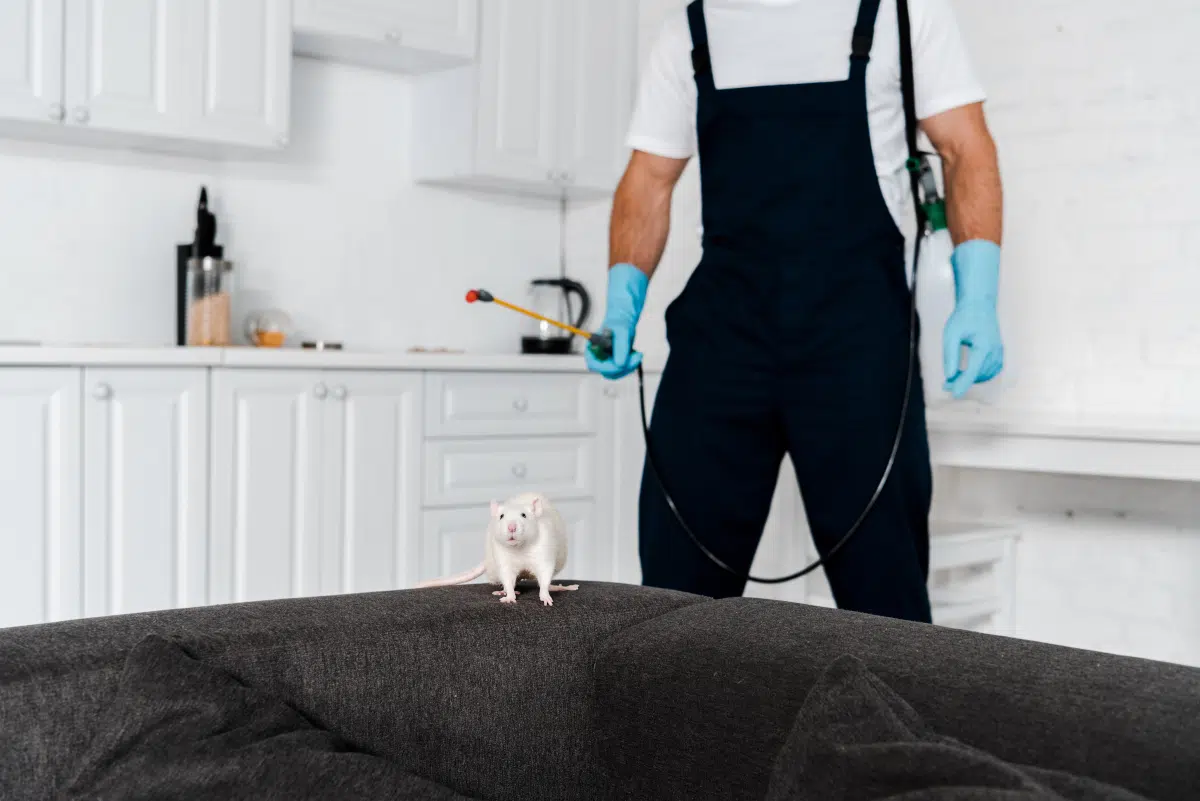 Comment bien choisir son entreprise de dératisation à Orléans Comment bien choisir son entreprise de dératisation à Orléans