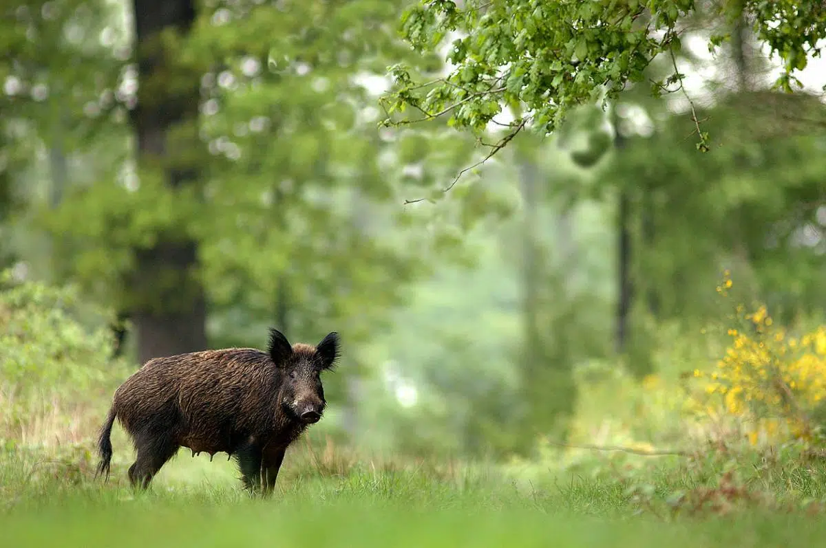Actions de chasse et journées de chasse, quelles différences ? Actions de chasse et journées de chasse, quelles différences ?