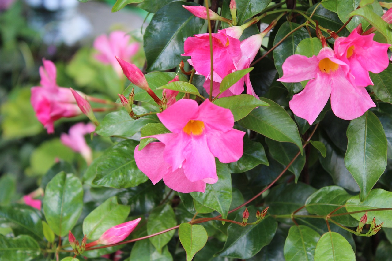 Le dipladenia, une plante symbolique pour une tombe en hiver