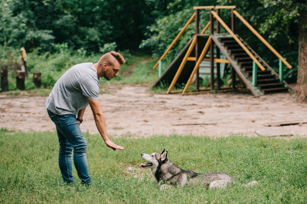 Comment fonctionnent les sifflets qui aident au dressage des chiens ?