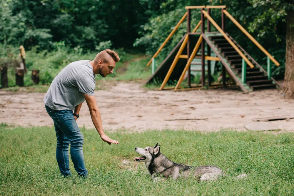 Comment fonctionnent les sifflets qui aident au dressage des chiens ? Comment fonctionnent les sifflets qui aident au dressage des chiens ?