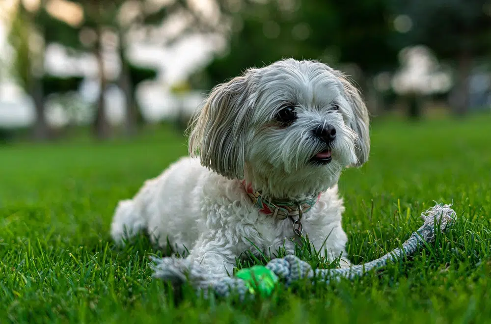 dresser chiot shih Tzu