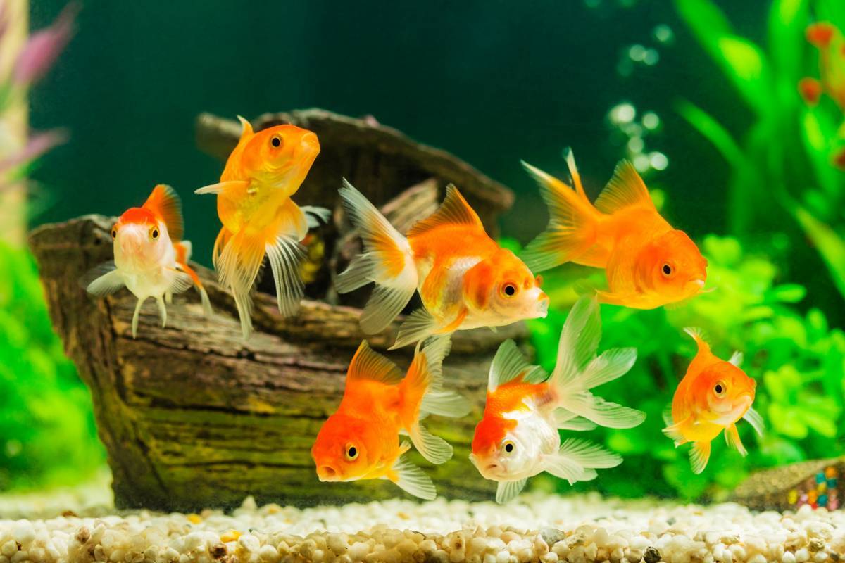4 idées de décorations naturelles pour votre aquarium
