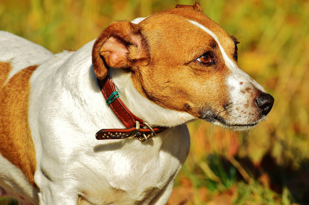 Chien : comment dresser un terrier Jack Russell