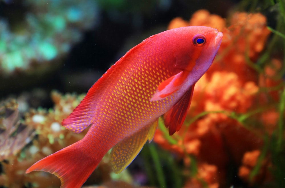 Comment faire vivre vos poissons rouges plus longtemps