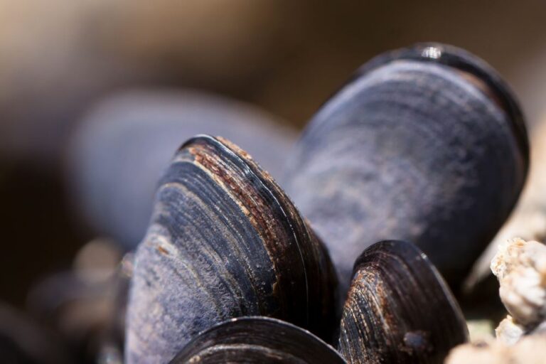 Combien de moules par personne la quantité de kilos de moules à prévoir