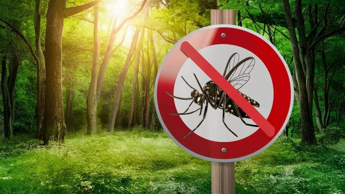 lutte contre les moustiques