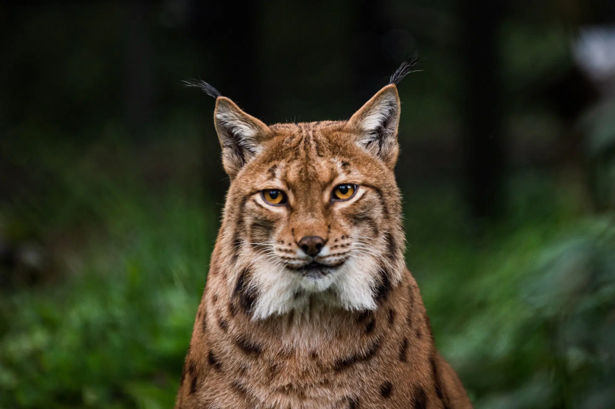 Différences remarquables entre un lynx canadien et un lynx roux Différences remarquables entre un lynx canadien et un lynx roux