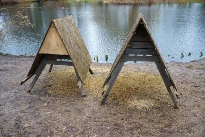 meilleures mangeoires