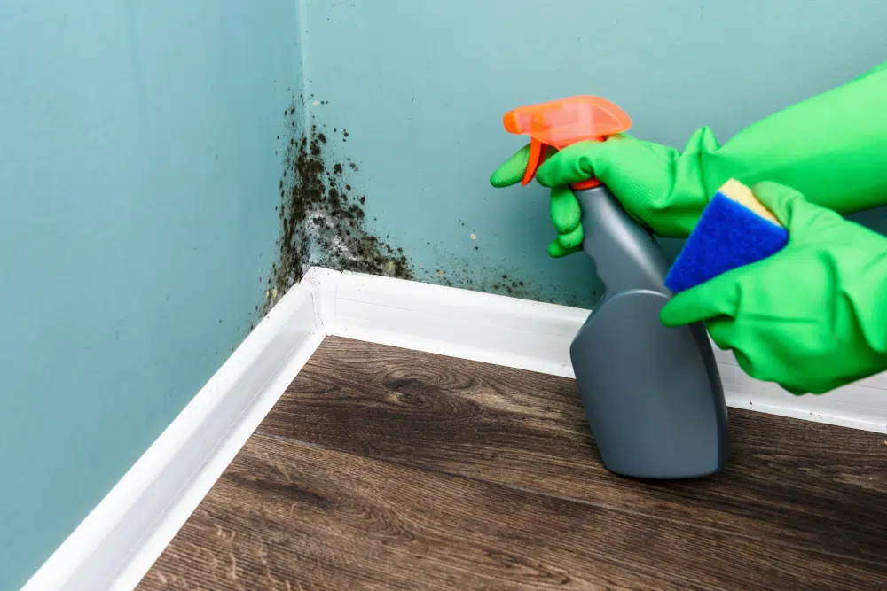 Comment tester l’intoxication par les moisissures Comment tester l’intoxication par les moisissures