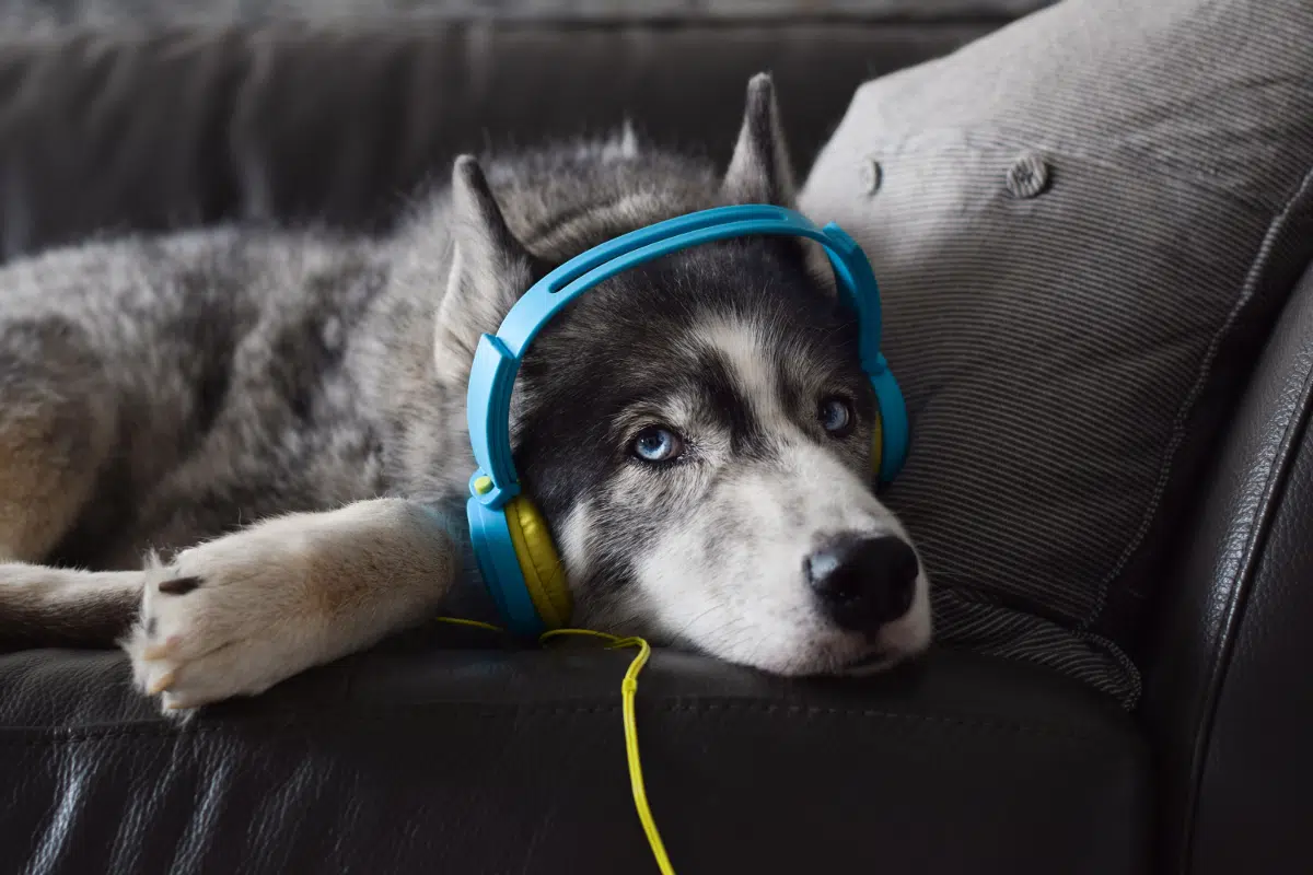 musique chien