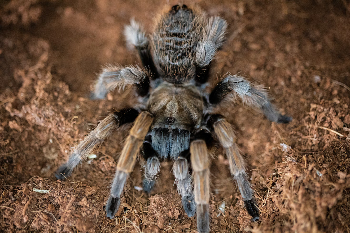 La mygale de Goliath : portrait de la plus grosse araignée au monde