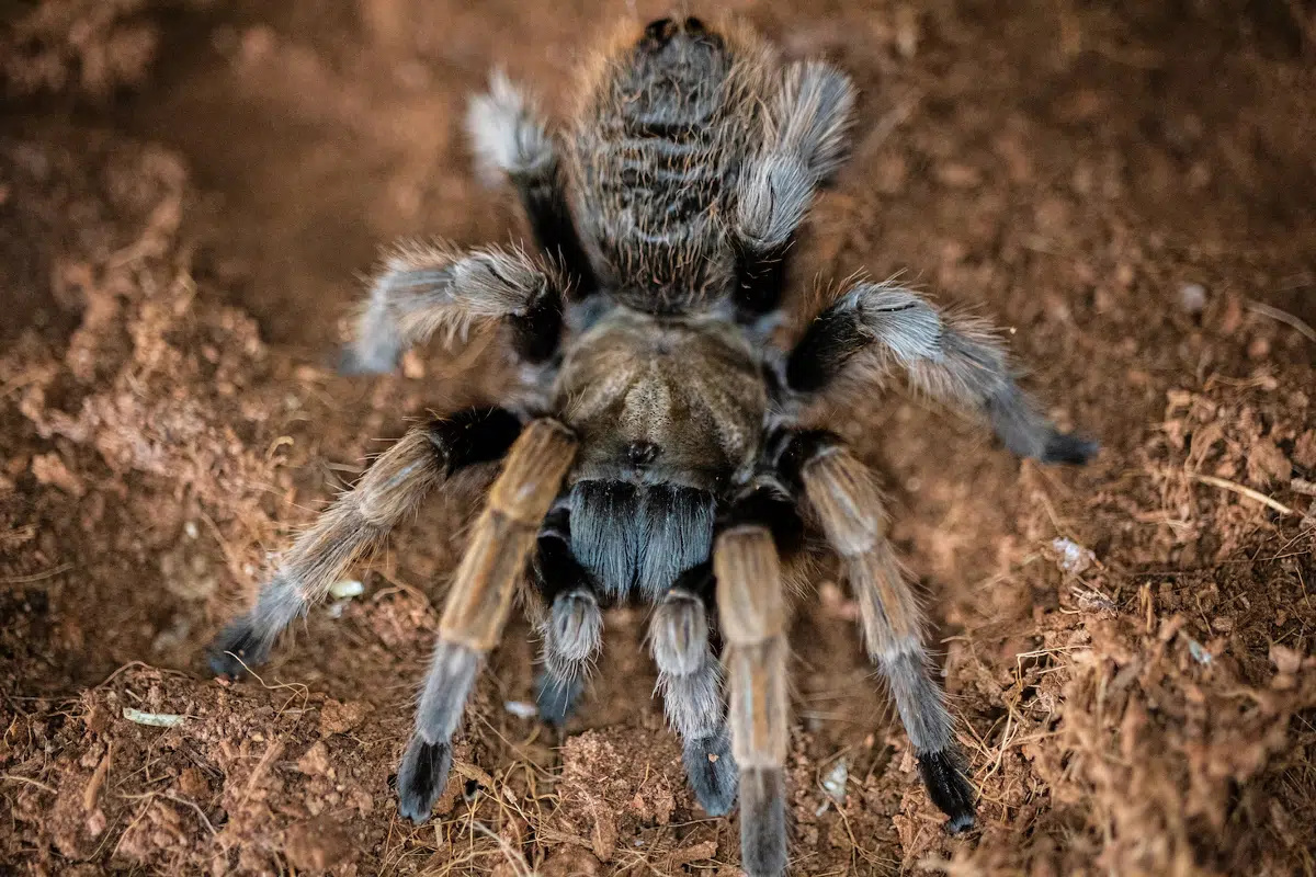 La mygale de Goliath : portrait de la plus grosse araignée au monde La mygale de Goliath : portrait de la plus grosse araignée au monde