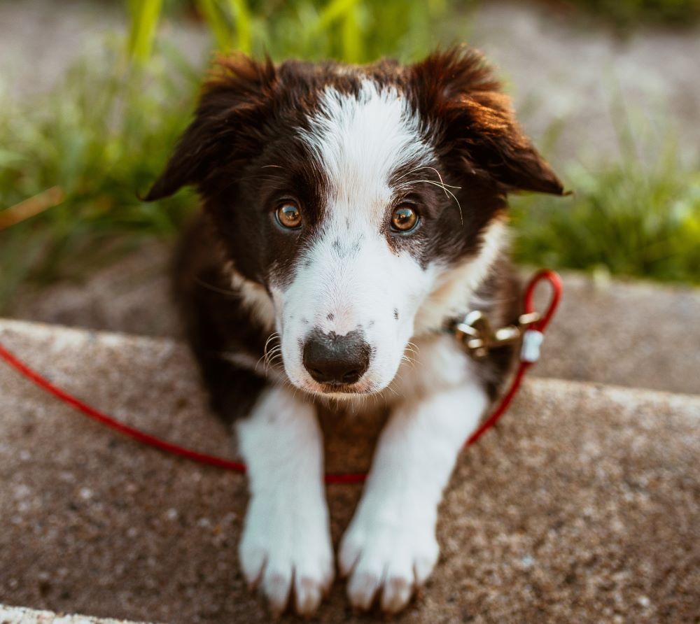 Nom de chien mignon et original pour une femelle : quel prénom choisir pour une chienne ?