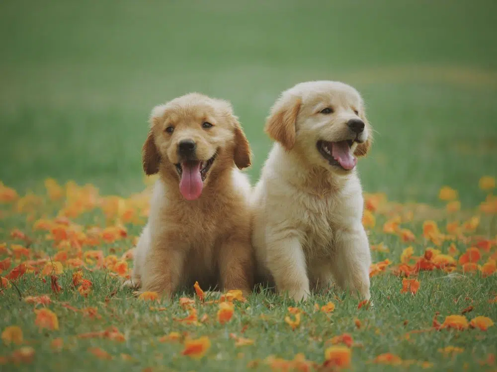 nom chienne