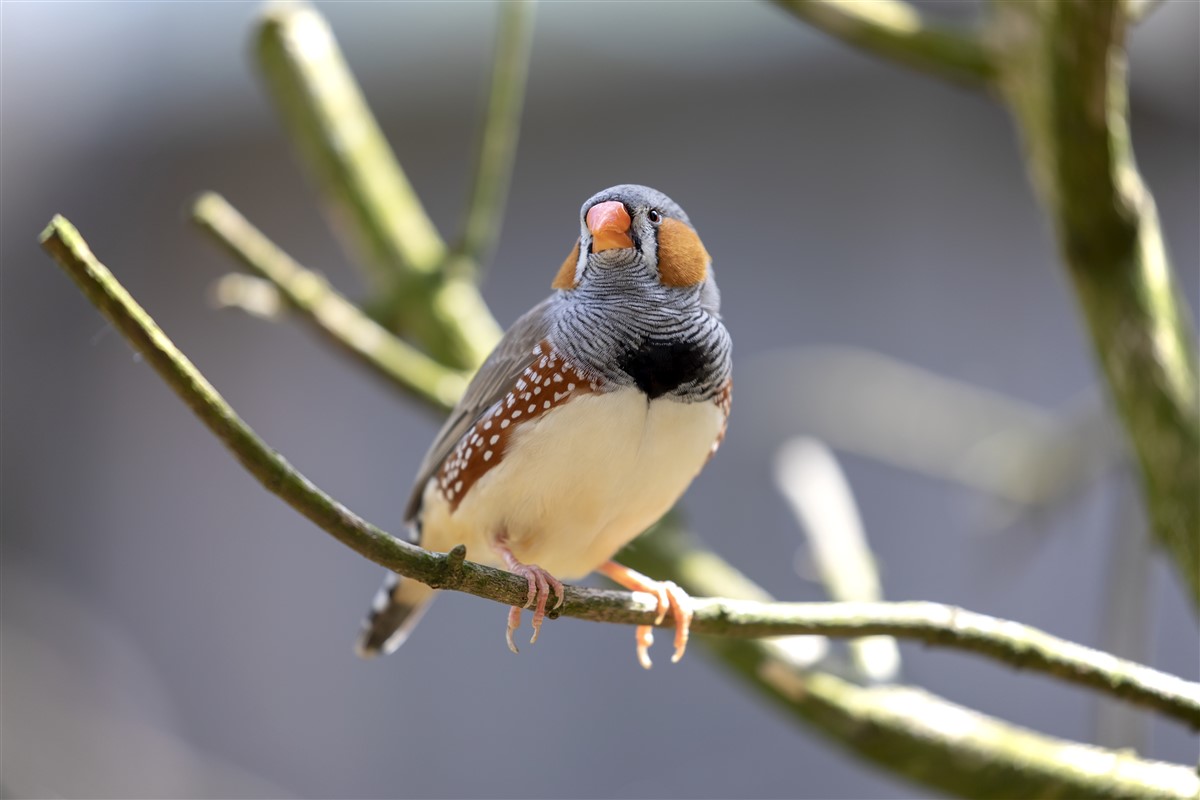 Caractéristiques uniques du diamant mandarin : L’oiseau exotique d’Australie