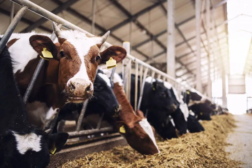 Veillez à la bonne alimentation de vos bovins à viande
