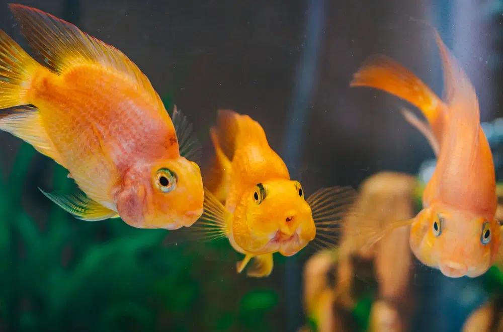 poisson rouge